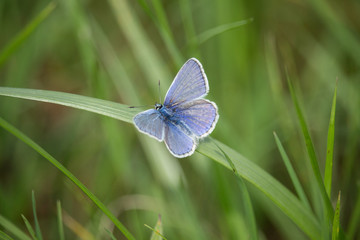 Bläuling im Gras