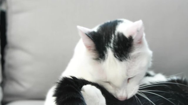 abby domestic shorthair cat grooming on the sofa looking at camera  4k video