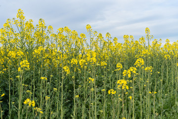 Obraz premium Yellow flowers on the field