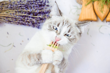 white cat eats grass holding in paws an eco wooden fork 