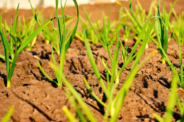 young green garlic sprouts in nature spring from the ground in the garden, vegetarian food