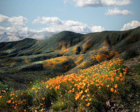 California poppies blooming in foothills of Riverside County, California, United States