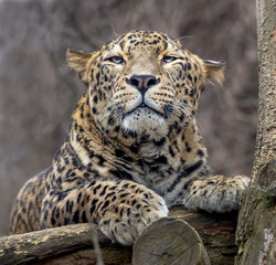 lying persian leopard