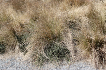 bunches of ephedra chilensis