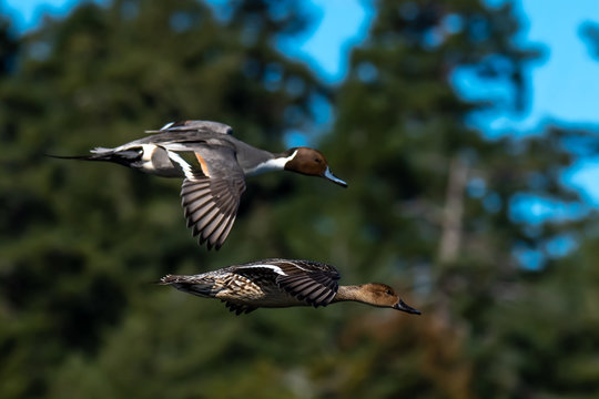 Two Northern Pintails flying over ocean, Canada