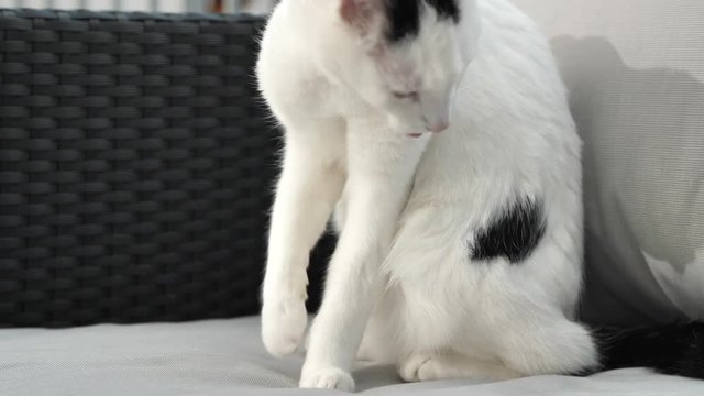 abby domestic shorthair cat grooming on the sofa looking at camera  4k video