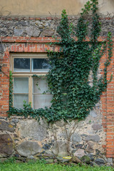 Exterior of an old stone and brick house with vintage window frame, covered with creeper plant