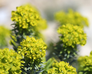 Obraz premium blossoms of spurge, euphorbia