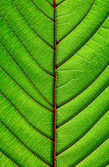 perfect green leaf patterns - closeup