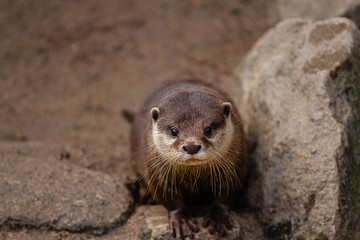 otter, Lutrinae, at the rocky river bank