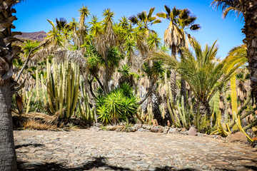 cactus plantation and summer time 