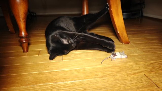 A black domestic cat plays with dead mouse