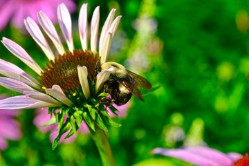 bee on flower