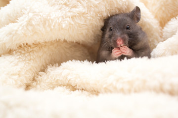 Black syrian hamster wrapped in a white blanket
