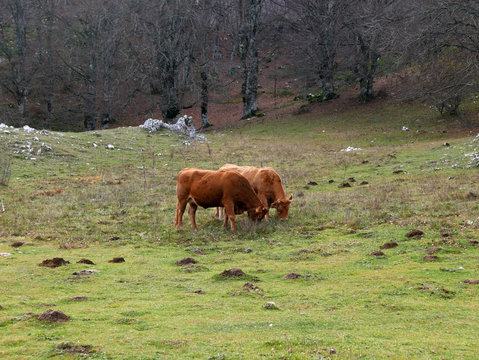 rilassante immagine di due mucche al pascolo