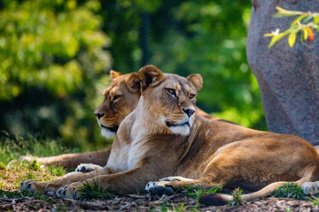 Obraz na płótnie Canvas Lions pride resting in shade in nature