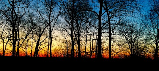 Sunrise behind tree sillohette