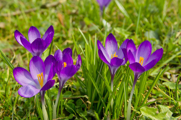 Spring awakening, flowers of crocuses on meadow in spring