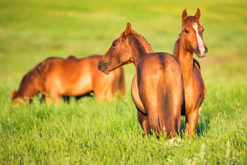 Fototapeta premium Several beautiful wild horses grazing on summer meadow