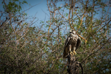 Laggar falcon or Falco jugger portrait.Looks aggressive and Sitting on a perch at tal chappar blackbuck sanctuary, india