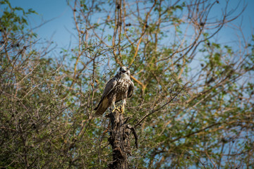 Laggar falcon or Falco jugger portrait.Looks aggressive and Sitting on a perch at tal chappar blackbuck sanctuary, india
