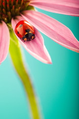Red ladybug on Pink flower, ladybird creeps on leaf of plant in spring in garden in summer © Chepko Danil