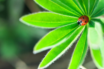 Ladybug on green leaf, ladybird creeps on plant in spring in garden in summer