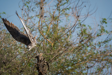 Laggar falcon or Falco jugger portrait.Looks aggressive and Sitting on a perch at tal chappar blackbuck sanctuary, india