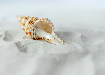 Obraz na płótnie Canvas Shell on the sand