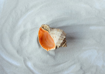 Shell on the sand