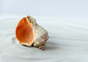 Shell on the sand