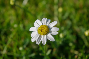 Fototapeta premium daisy in the grass