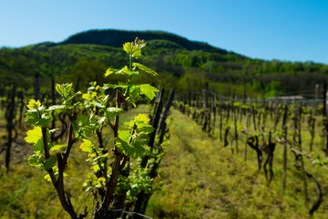 Fototapeta premium new leaves on vine plants, Badacsony hill at background