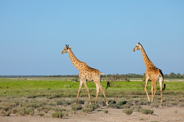 Giraffes (Giraffa camelopardalis) walking over the plains of Etosha National Park, Namibia.