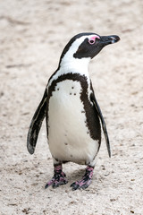 Obraz premium African Penguin at Boulder's Beach, Simon's Town, South Africa.
