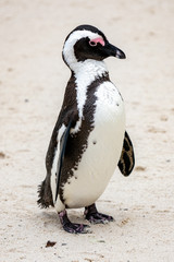 African Penguin looking at camera. Boulder's Beach, Simon's Town, South Africa.