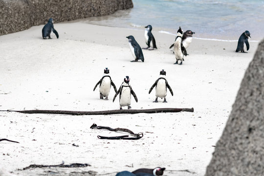 African Penguins walking up the beach at Boulder's Beach, Simon's Town, South Africa.