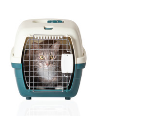 Fototapeta premium Cat and pet carrier isolated. Concept of transport and veterinary clinic
