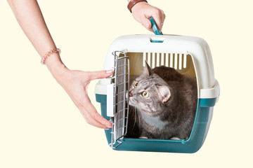 Obraz premium Hand carrying cat in a cage in veterinary clinic isolated on colored background