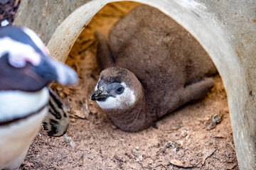 Fototapeta premium Baby African Penguin Looking at Mom. Boulder's Beach, Simon's Town, South Africa.