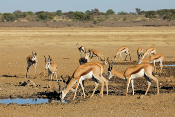 Herd of springbok antelopes (Antidorcas marsupialis) at a waterhole, Kalahari desert, South Africa.