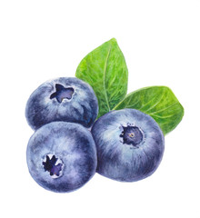 Blueberries with leaves isolated on white background. Hand drawn Blueberry. Watercolor painting of berries. Botanical illustration. Realistic art.