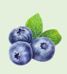 Blueberries with leaves isolated on light green background. Hand drawn Blueberry. Watercolor painting of berries. Botanical illustration. Realistic art.