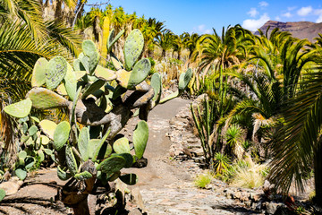 cactus plantation and summer time 