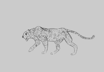 Cheetah prowling. Black line drawing Isolated on light gray background. Hand drawn illustration. Pencil sketch. Profile of African predator. Walking animal.