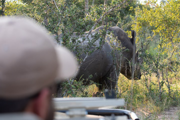 White rhino, photographed at Sabi Sands Game Reserve in South Africa.