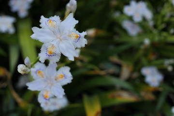 薄紫のシャガの花