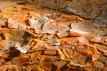 The texture of pine bark in the forest in Ukraine.