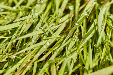 Green grass with dew