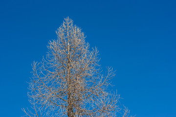 Tree with naked branches on a blue sky background, near Cortina D'Ampezzo, Dolomites, Italy